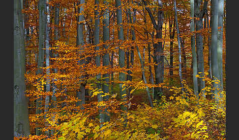 Herbst (autumn)