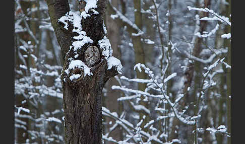 Waldkauz (Strix aluco)