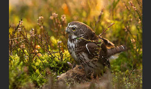 Sperlingskauz (Glaucidium passerinum)