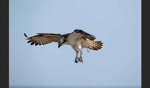 Fischadler (Pandion haliaetus)