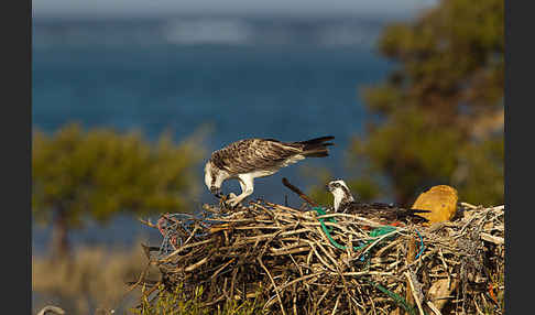 Fischadler (Pandion haliaetus)