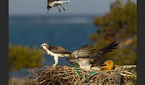 Fischadler (Pandion haliaetus)