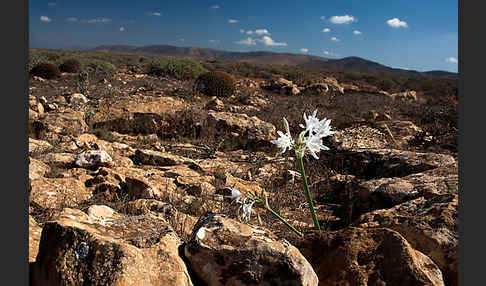 Illyrische Trichternarzisse (Pancratium illyricum)