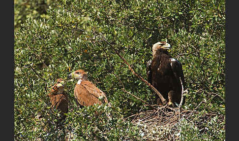 Spanischer Kaiseradler (Aquila adalberti)