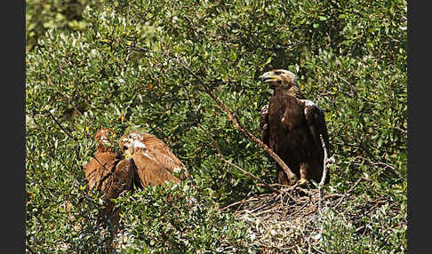 Spanischer Kaiseradler (Aquila adalberti)