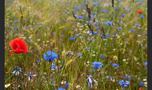 Kornblume (Centaurea cyanus)