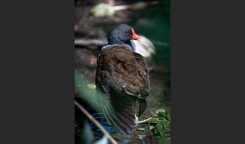 Teichralle (Gallinula chloropus)