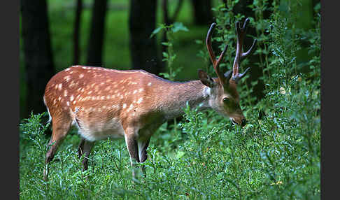 Sikahirsch (Cervus nippon)