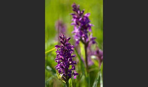 Breitblättrige Kuckucksblume (Dactylorhiza majalis)