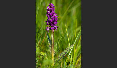 Breitblättrige Kuckucksblume (Dactylorhiza majalis)