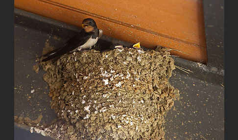 Rauchschwalbe (Hirundo rustica)