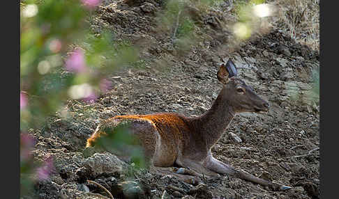 Rotwild (Cervus elaphus)