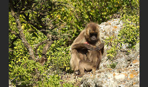 Blutbrustpavian (Theropithecus gelada)