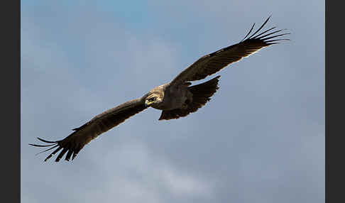 Savannenadler (Aquila rapax)