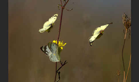 Goldene Acht (Colias hyale)