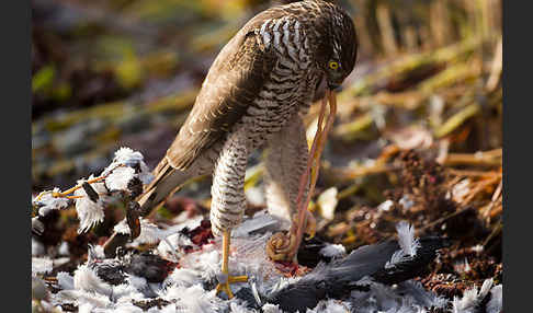 Sperber (Accipiter nisus)