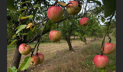 Kultur-Apfel (Malus domestica)