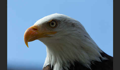 Weißkopfseeadler (Haliaeetus leucocephalus)