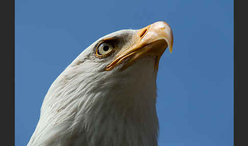 Weißkopfseeadler (Haliaeetus leucocephalus)