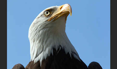 Weißkopfseeadler (Haliaeetus leucocephalus)