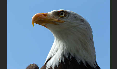 Weißkopfseeadler (Haliaeetus leucocephalus)