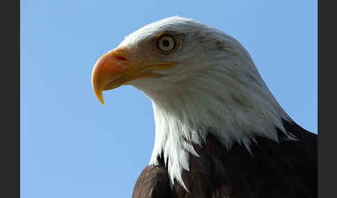 Weißkopfseeadler (Haliaeetus leucocephalus)