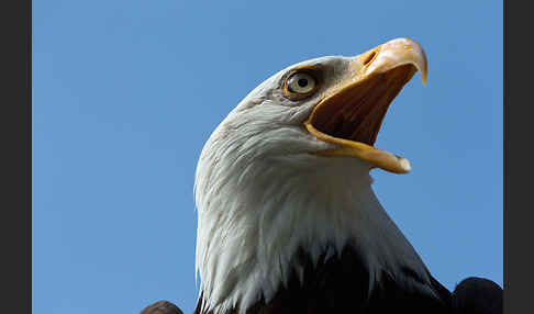 Weißkopfseeadler (Haliaeetus leucocephalus)