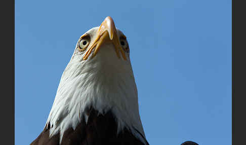 Weißkopfseeadler (Haliaeetus leucocephalus)