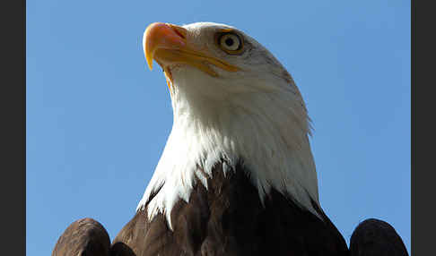 Weißkopfseeadler (Haliaeetus leucocephalus)