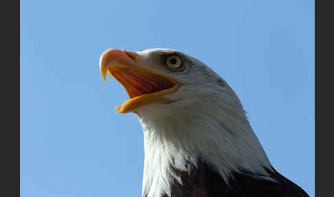 Weißkopfseeadler (Haliaeetus leucocephalus)