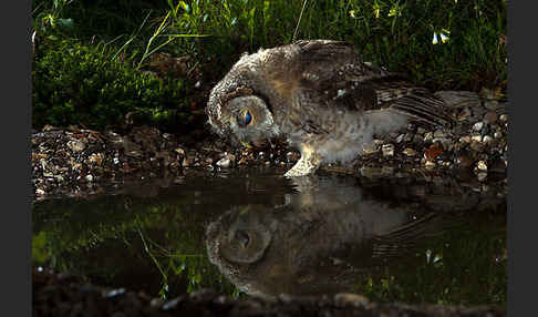 Waldkauz (Strix aluco)