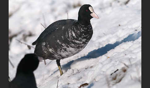 Blessralle (Fulica atra)