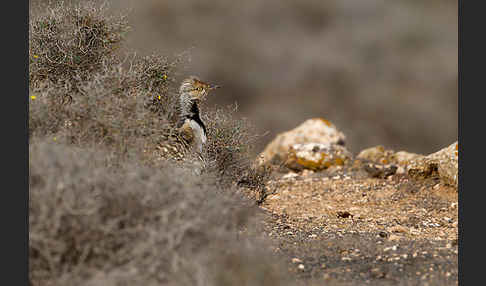 Kragentrappe (Chlamydotis undulata fuerteventurae)