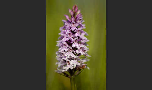 Fuchs Knabenkraut (Dactylorhiza fuchsii)