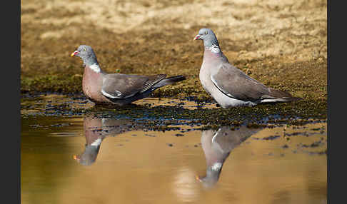 Ringeltaube (Columba palumbus)