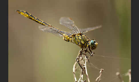 Westliche Keiljungfer (Gomphus pulchellus)