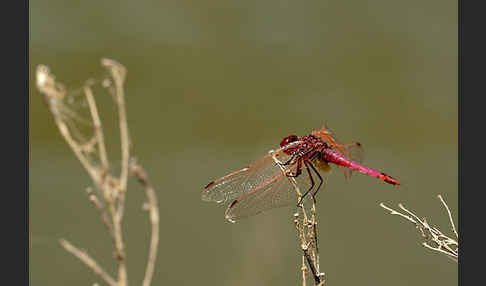 Rotviolette Segellibelle (Trithemis annulata)