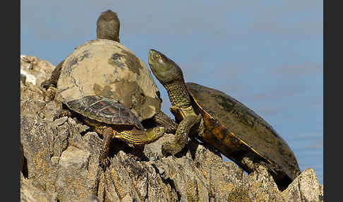 Spanische Wasserschildkröte (Mauremys leprosa)