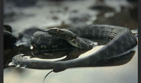 Würfelnatter (Natrix tesselata)