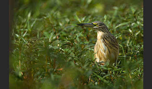 Rallenreiher (Ardeola ralloides)