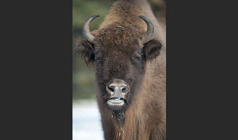 Wisent (Bison bonasus)