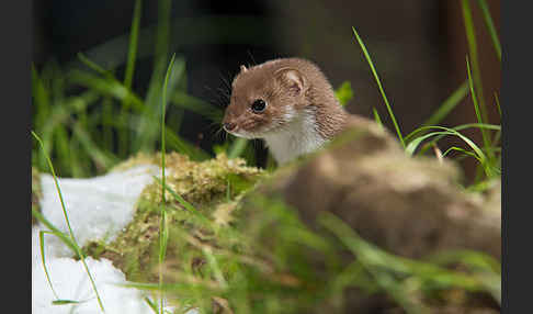 Mauswiesel (Mustela nivalis)