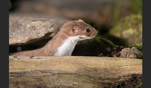 Mauswiesel (Mustela nivalis)