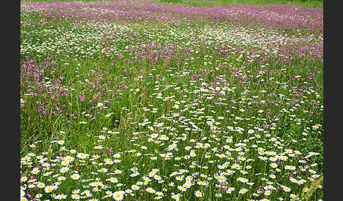 Margerite (Leucanthemum vulgare)