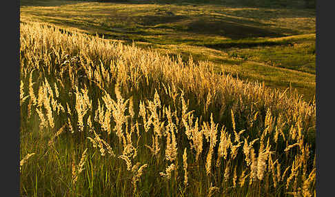 Land-Reitgras (Calamagrostis epigejos)