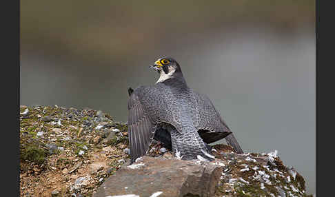 Wanderfalke (Falco peregrinus)