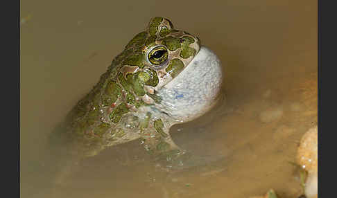 Wechselkröte (Bufo viridis)