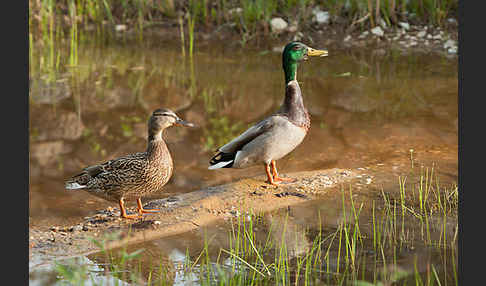 Stockente (Anas platyrhynchos)