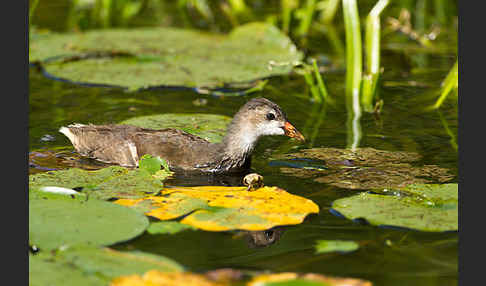 Teichralle (Gallinula chloropus)