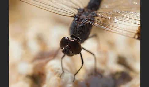 Nördlicher Treuer Kurzpfeil (Brachythemis impartita)